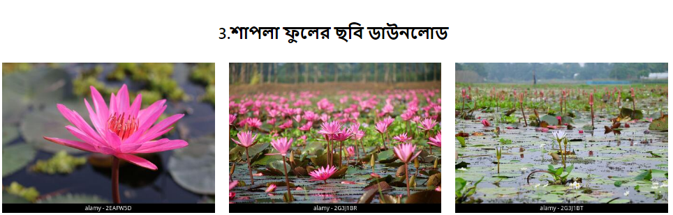 shapla flower images file download